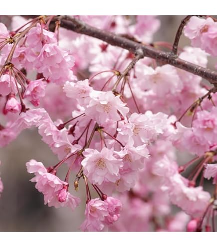 桜 カードガチャ キャラクターデッキ 上柚木さくら ｜ Z/X